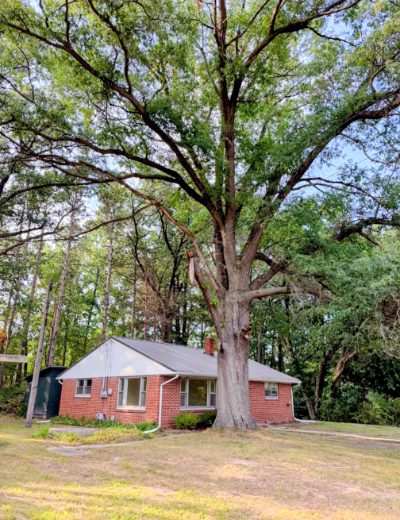Large oak over the brick ranch, Brighton, Michigan
